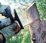Best Commercial Tree Services  in University Heights, OH