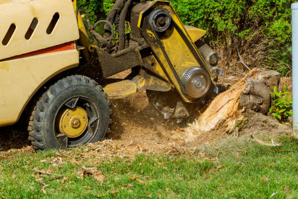 Best Tree Trimming and Pruning  in University Heights, OH