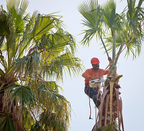 How Our Tree Care Process Works  in  University Heights, OH
