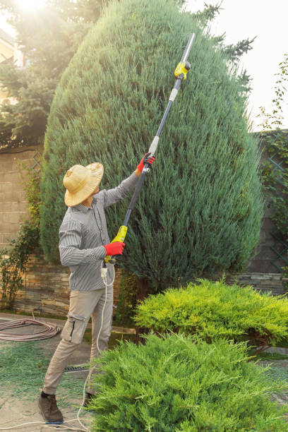 Best Tree Cabling and Bracing  in University Heights, OH