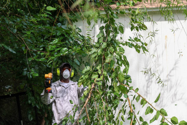 Best Tree Removal  in University Heights, OH