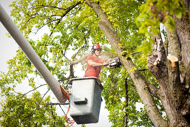 Best Weed Control  in University Heights, OH